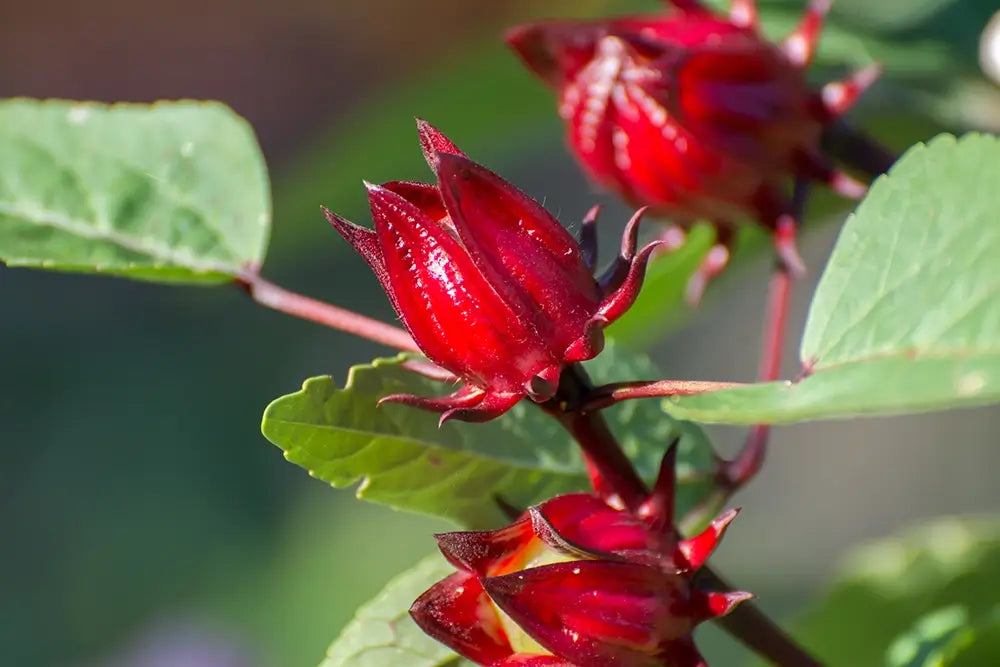 photo d'une plante d'hibiscus
